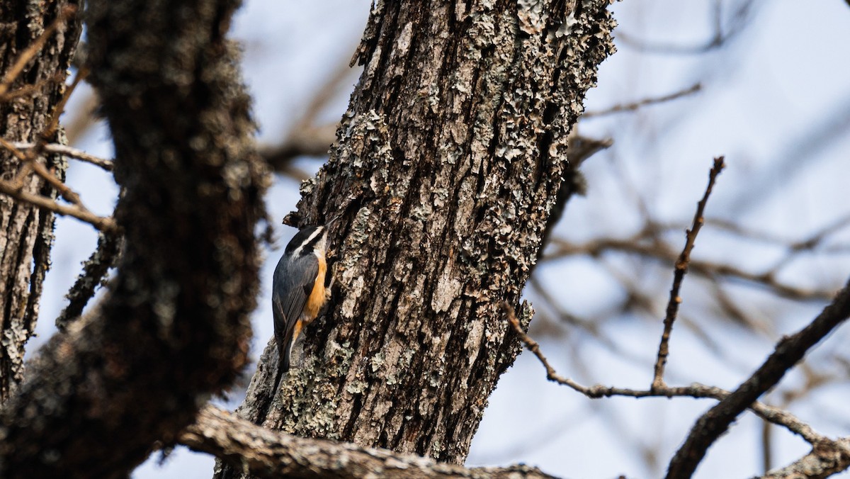 Red-breasted Nuthatch - Austin Hess