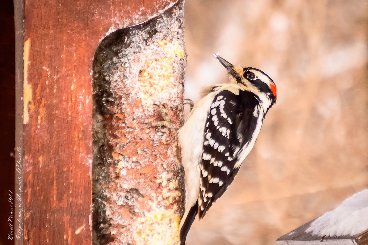 Downy Woodpecker - ML51917821