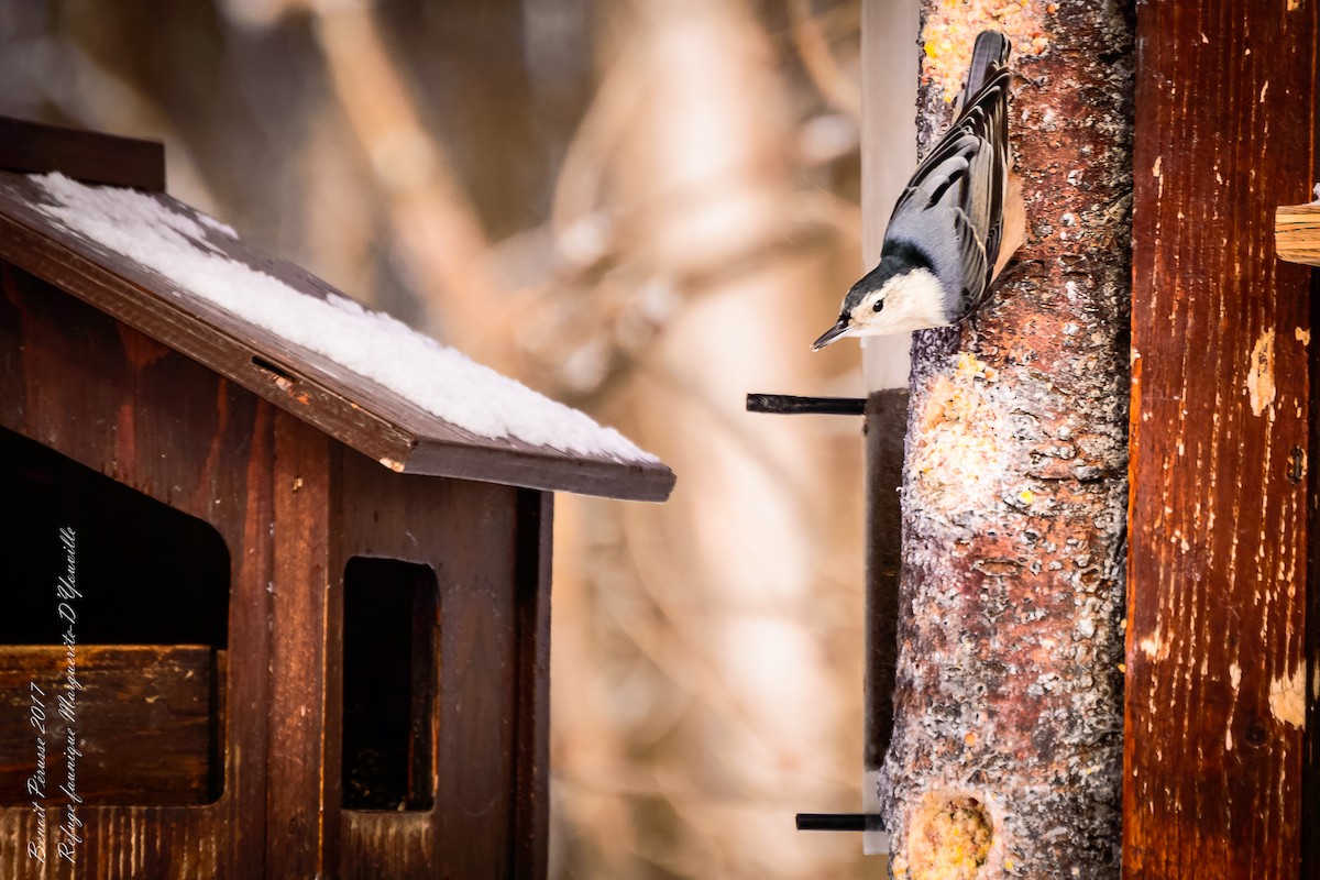 White-breasted Nuthatch - ML51918191