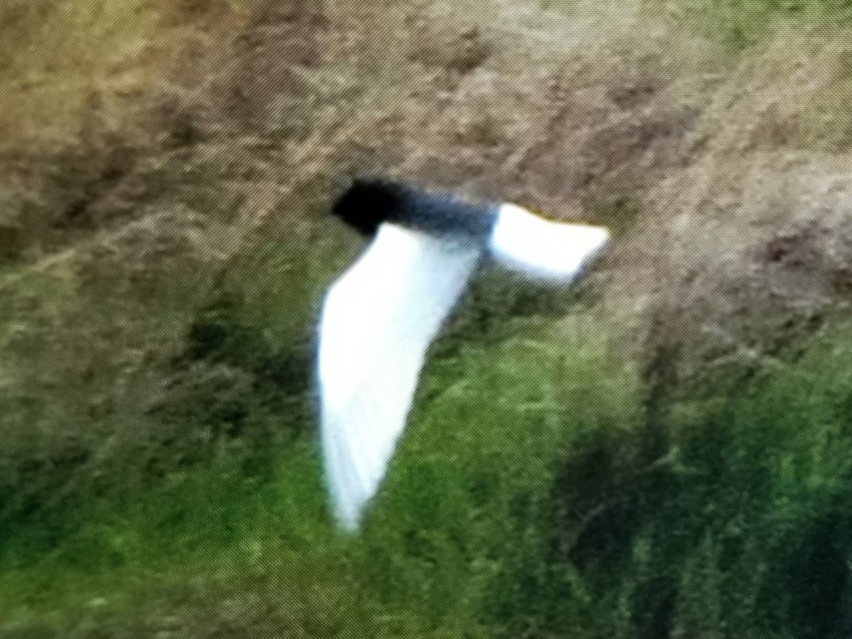White-winged Tern - ML519185371