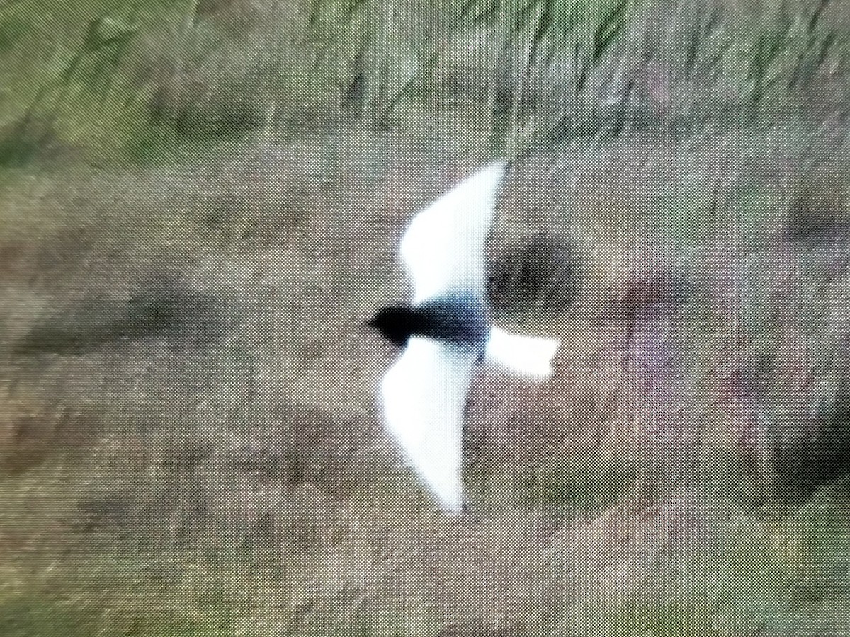 White-winged Tern - ML519185461