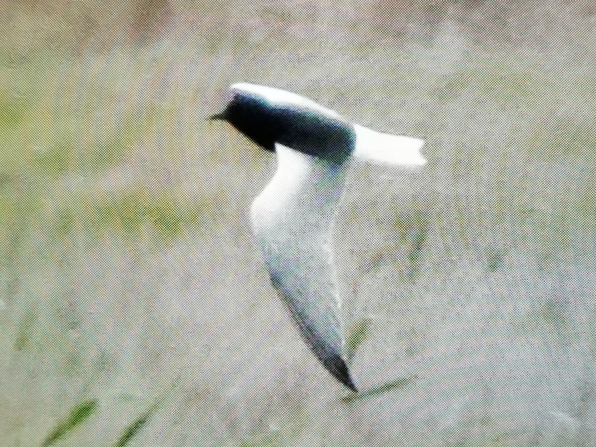 White-winged Tern - ML519185471