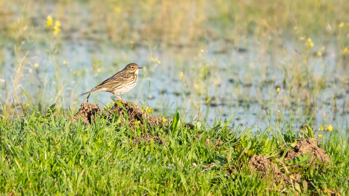 Meadow Pipit - ML519191441
