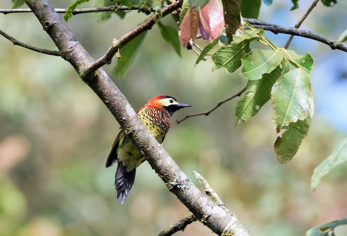 Crimson-mantled Woodpecker - Braydon Luikart