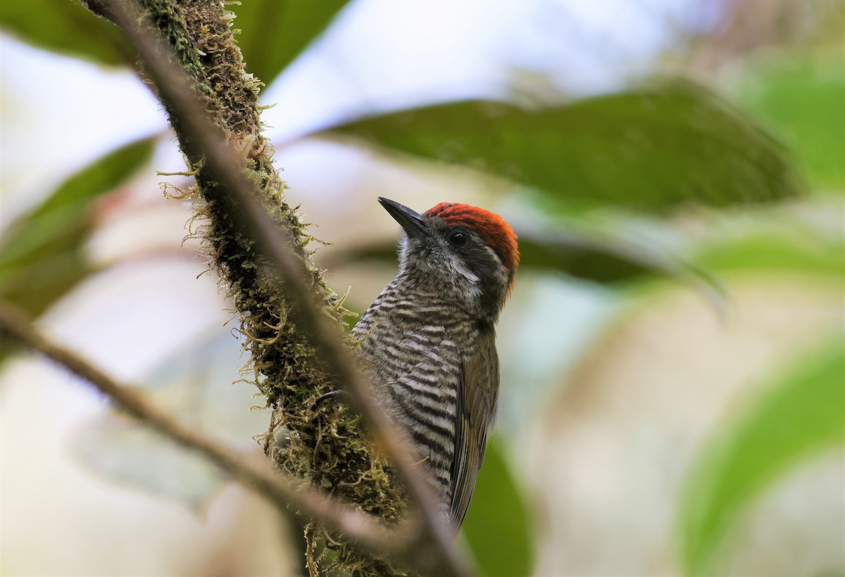 Bar-bellied Woodpecker - ML519193241