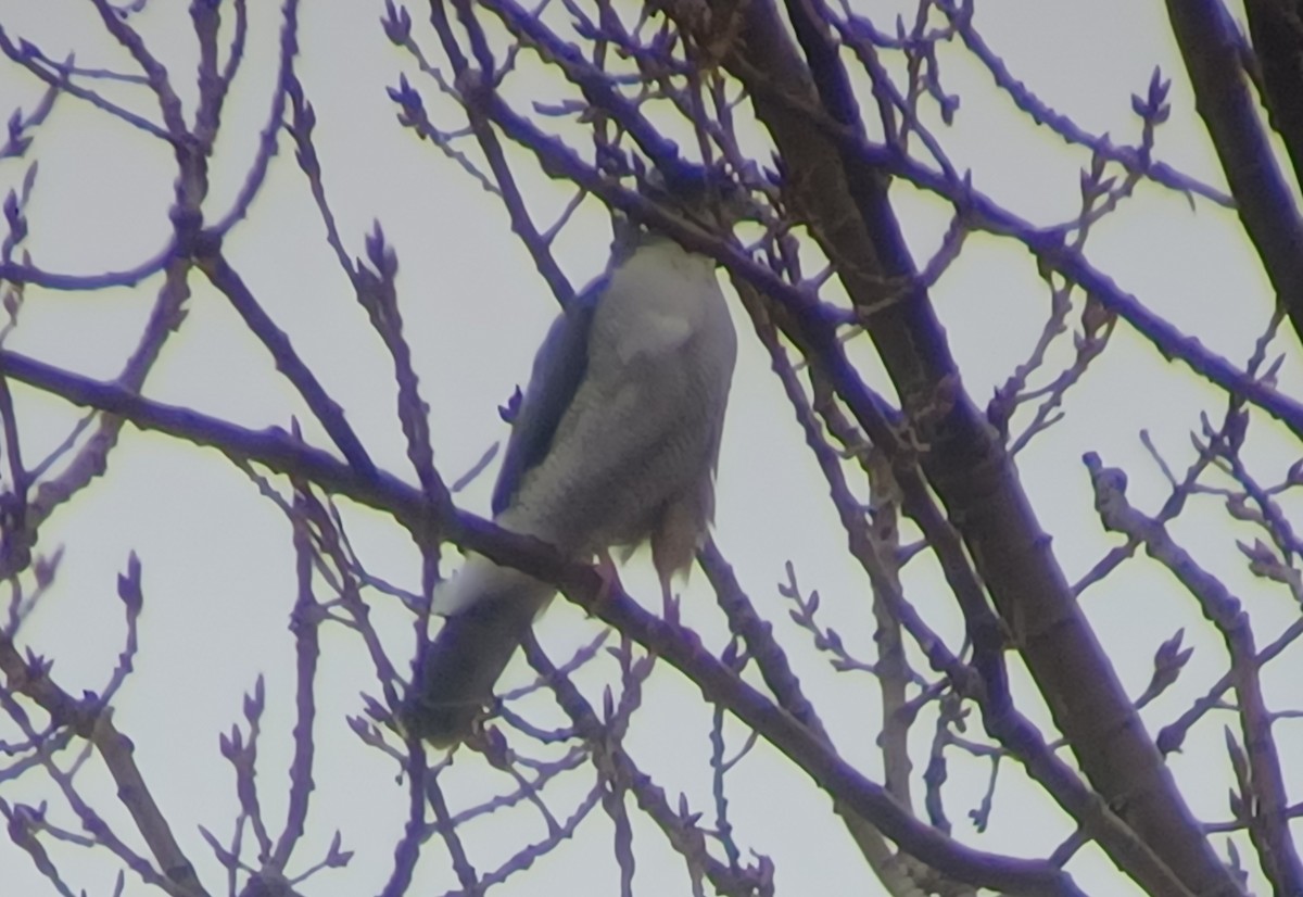 ML519194571 Cooper's Hawk x Northern Goshawk (hybrid) Macaulay Library