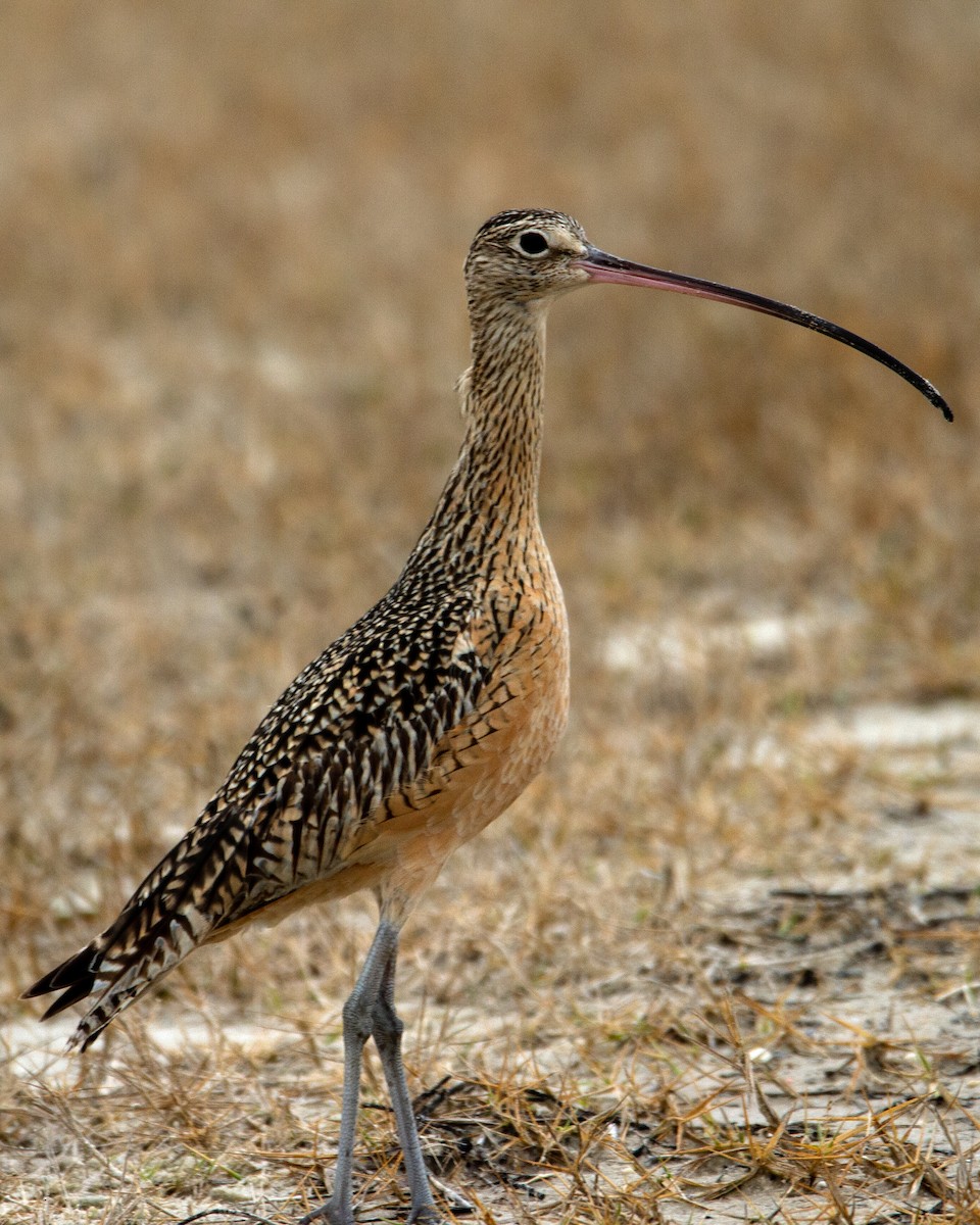 Long-billed Curlew - ML519194901