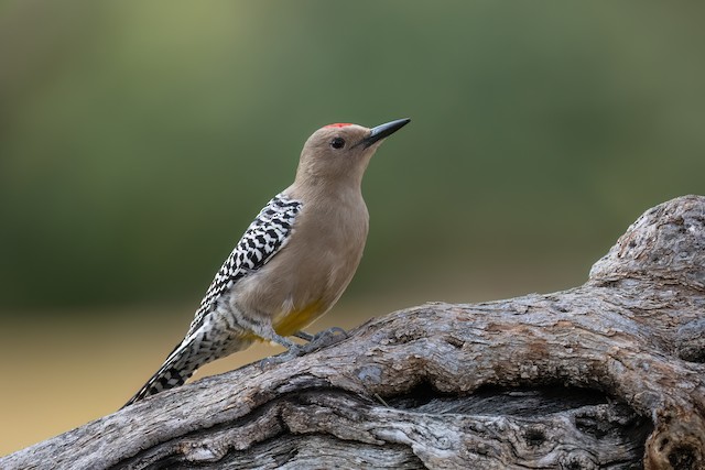 Gila Woodpecker