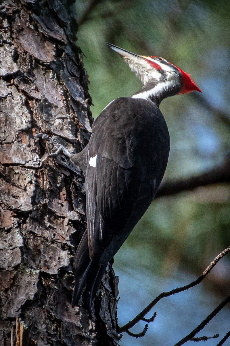 Pileated Woodpecker - ML519196011