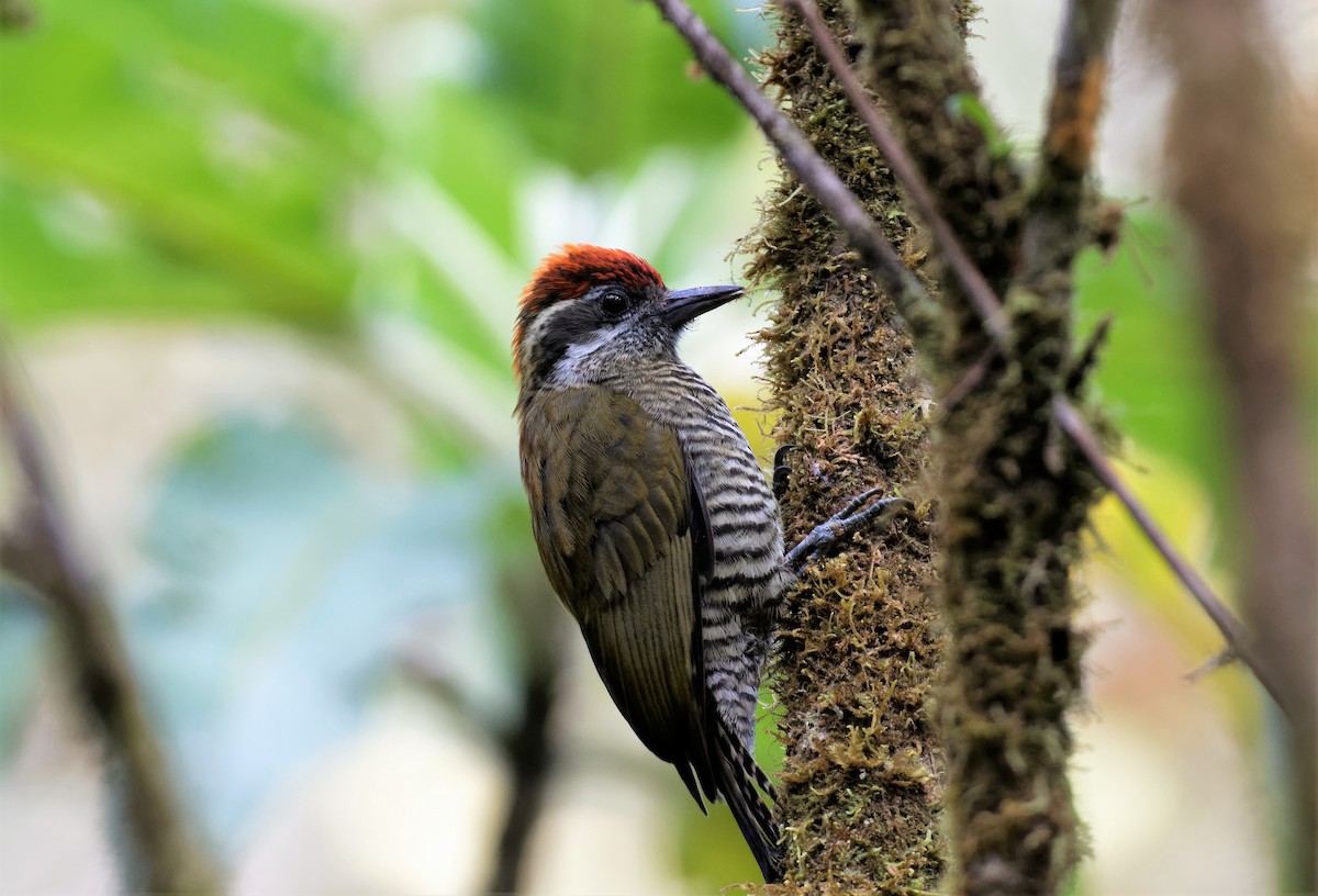 Bar-bellied Woodpecker - Braydon Luikart