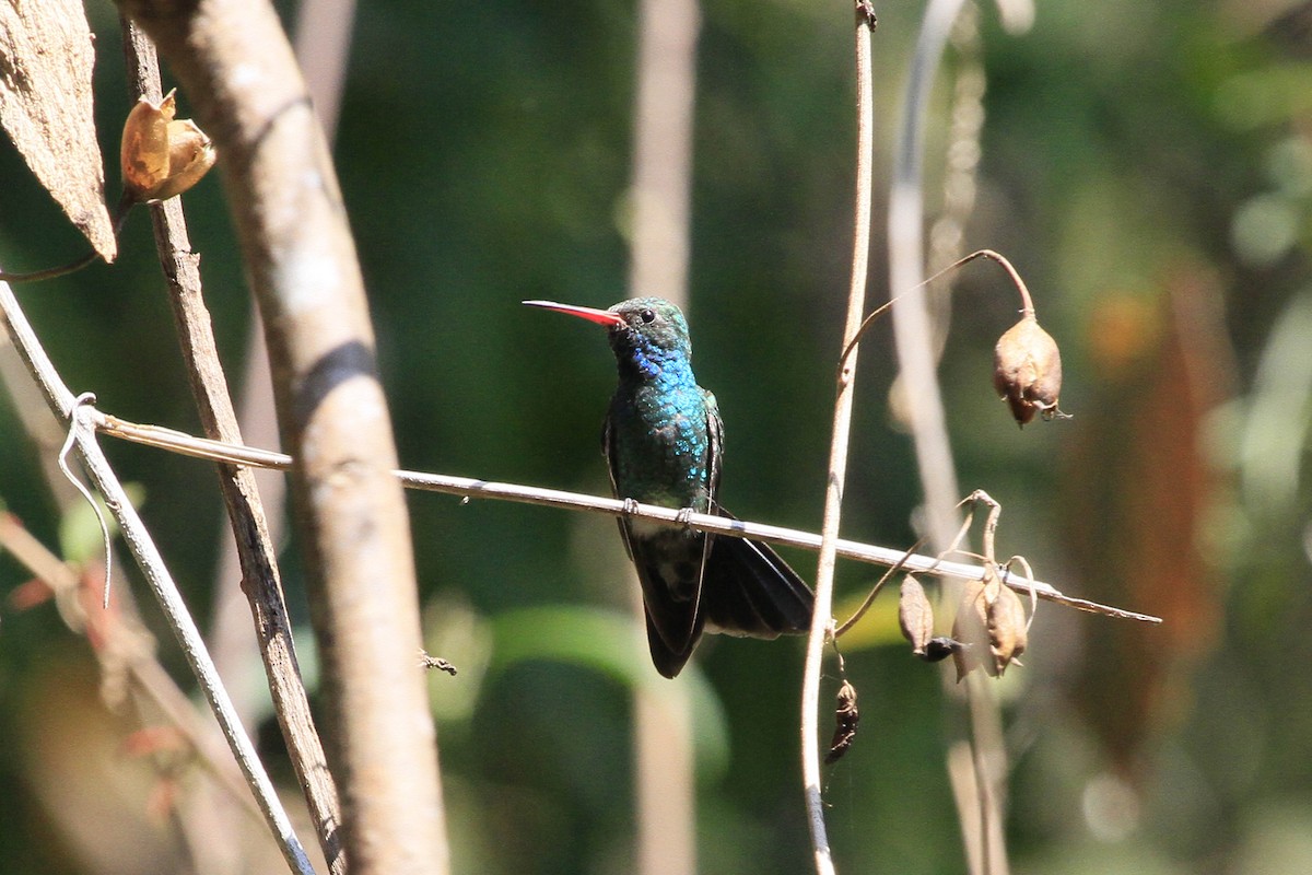 Broad-billed Hummingbird - Steve Heinl