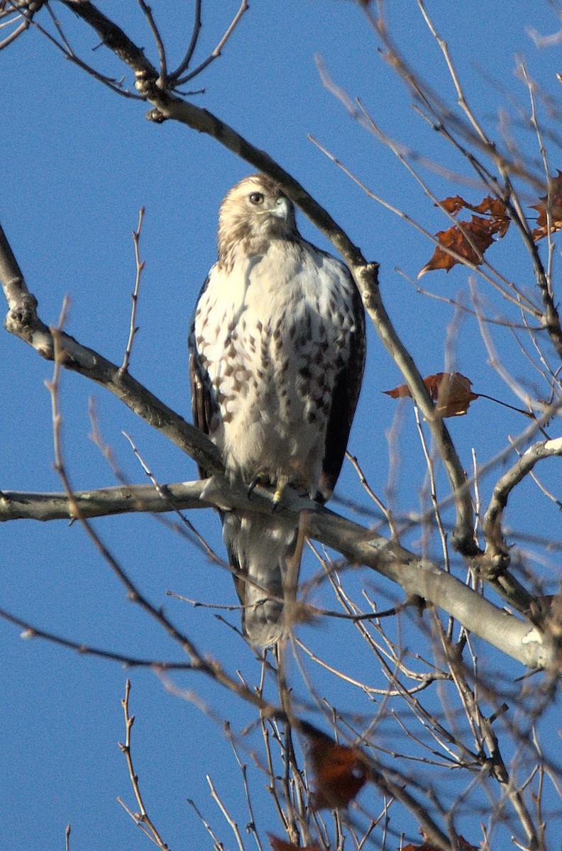 Red-tailed Hawk - ML519198931