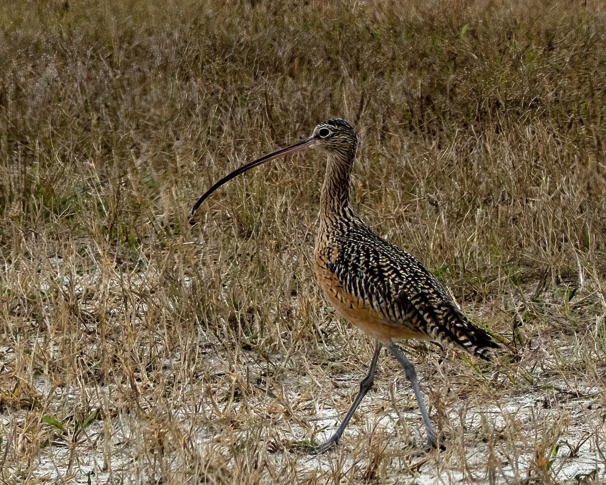 Long-billed Curlew - ML519199031