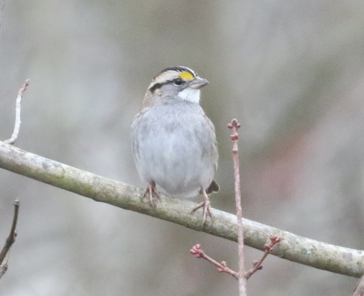 White-throated Sparrow - ML519199551