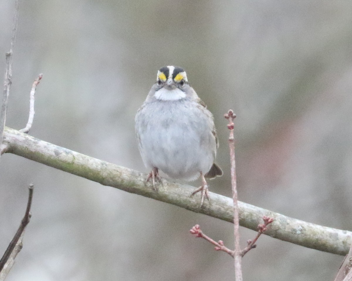 White-throated Sparrow - ML519199571