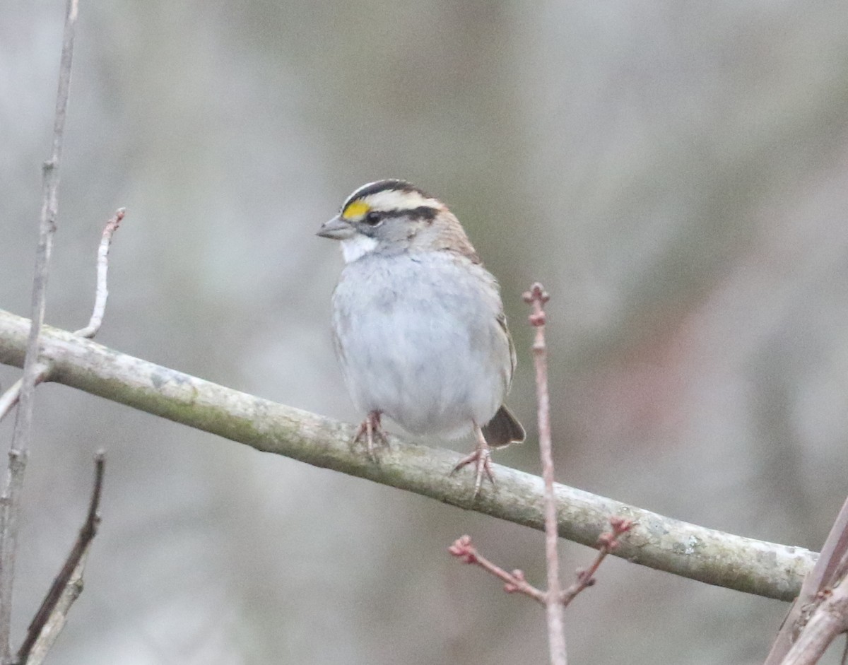 White-throated Sparrow - ML519199581