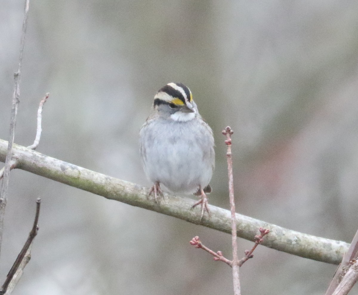 White-throated Sparrow - ML519199591