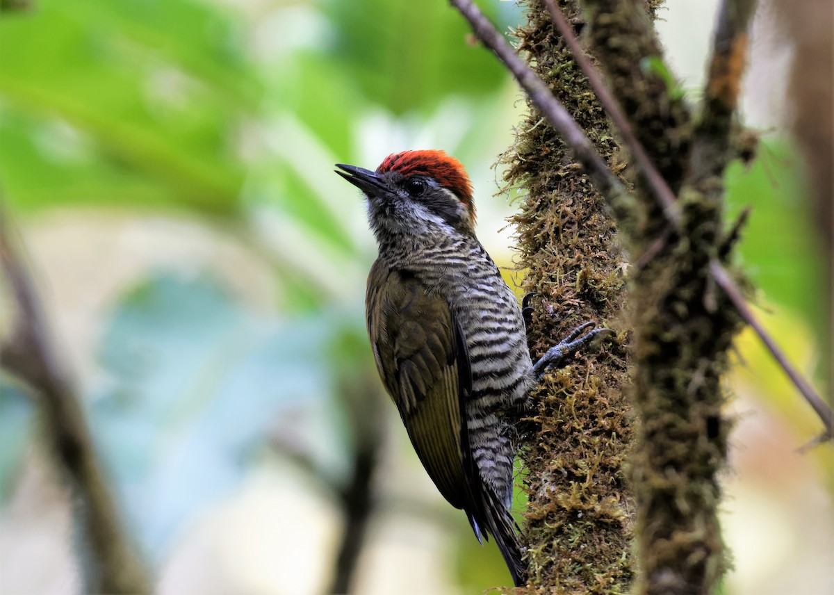 Bar-bellied Woodpecker - ML519201571