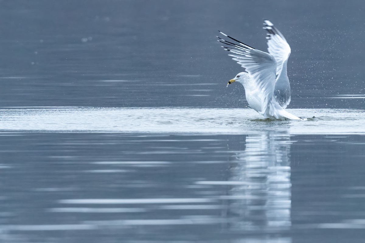 Ring-billed Gull - ML519204231