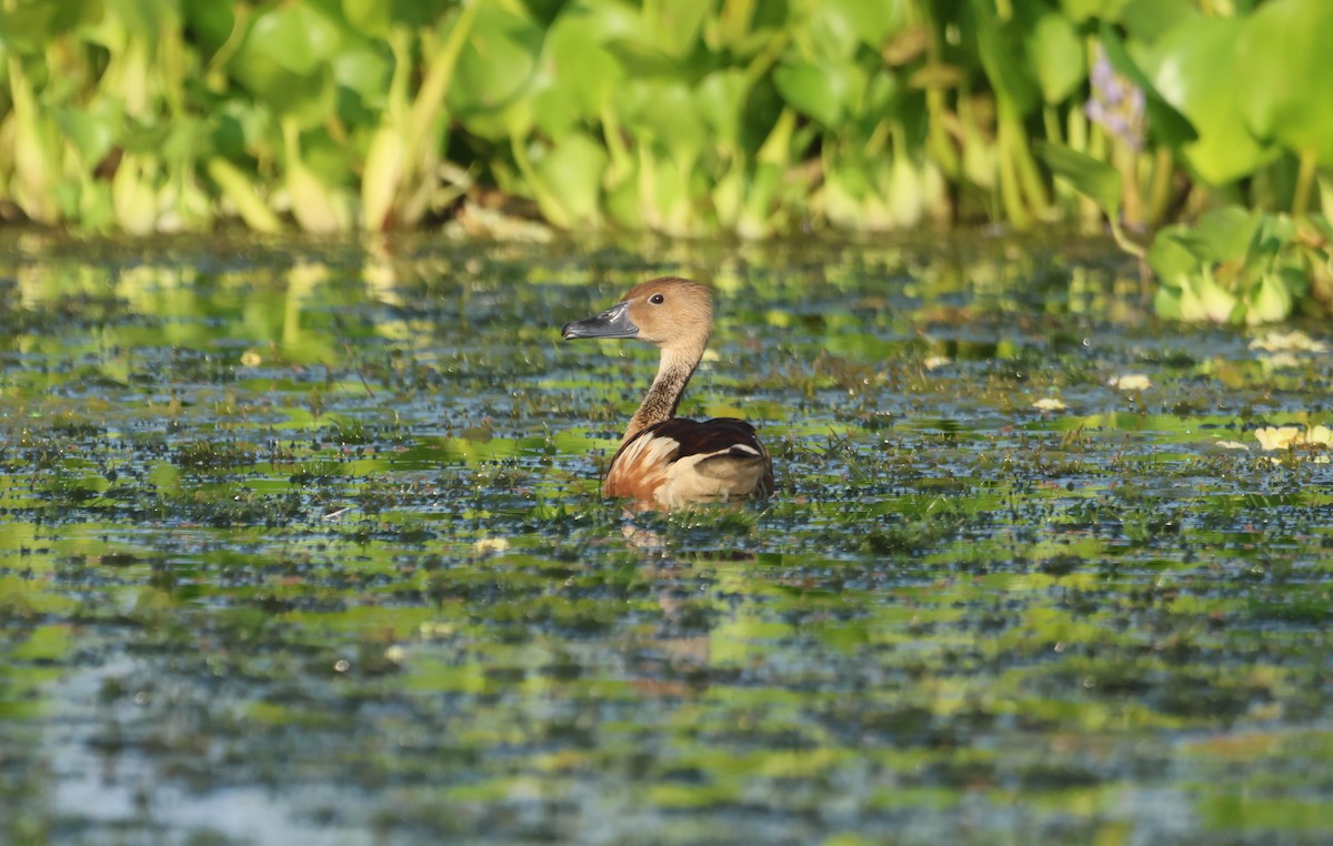 Fulvous Whistling-Duck - ML519204551