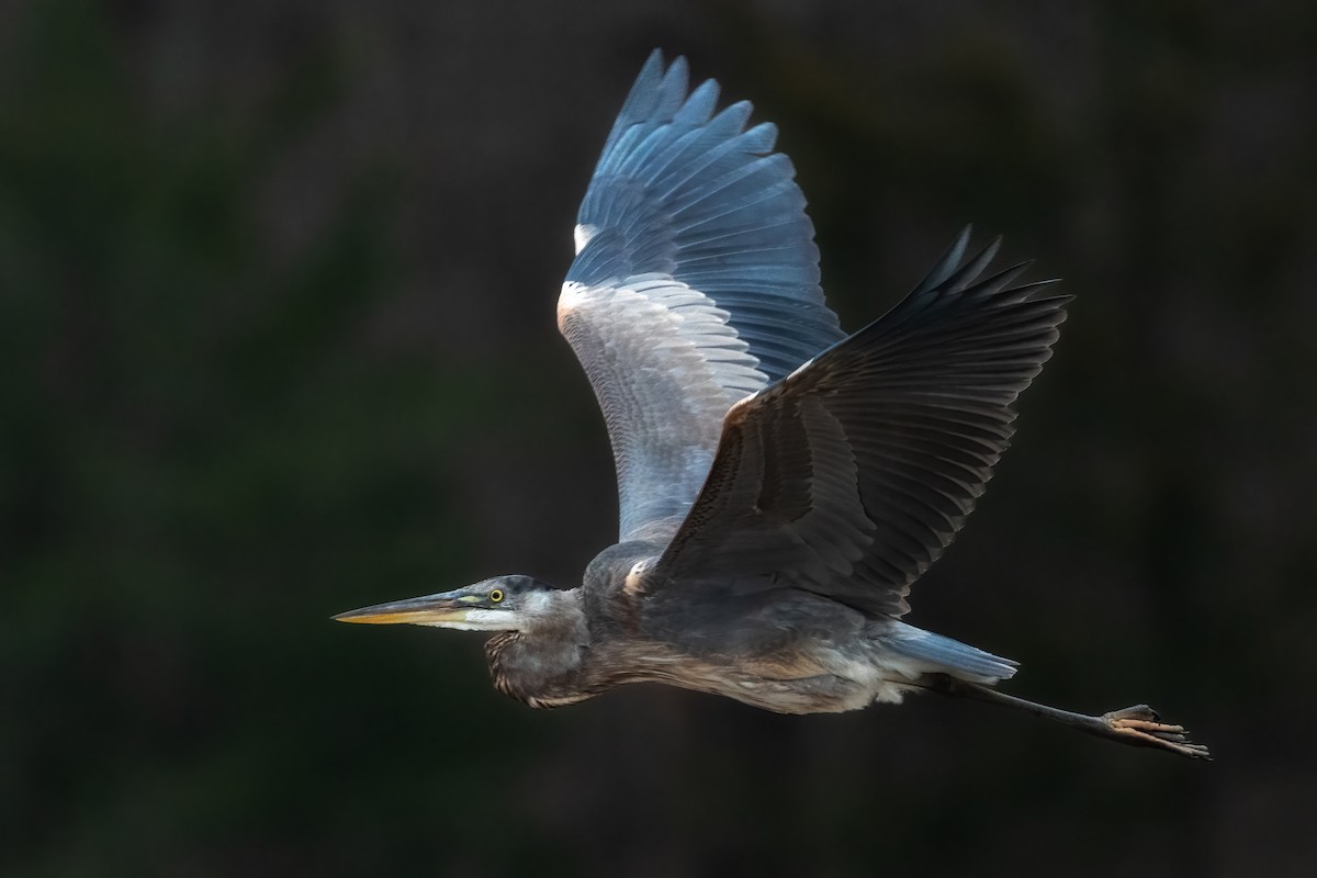 Great Blue Heron - ML519204981