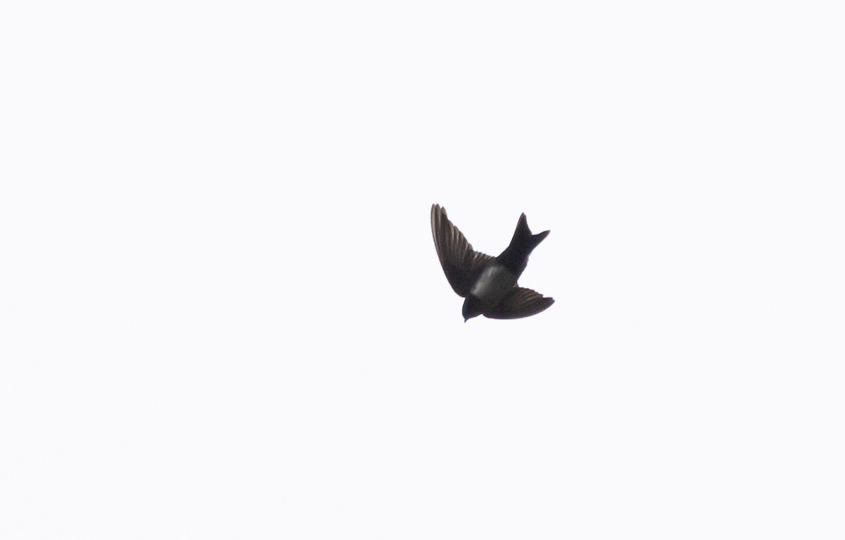 Pale-footed Swallow - ML519209371