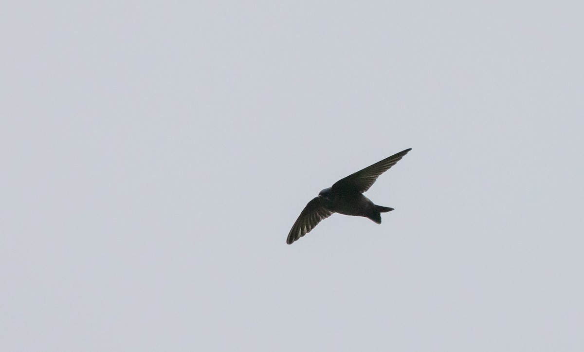 Pale-footed Swallow - ML519212291