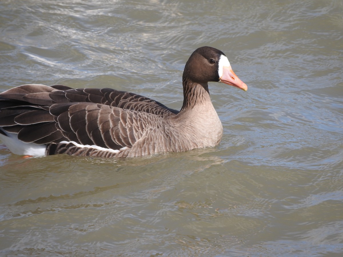 Greater White-fronted Goose - ML51921411