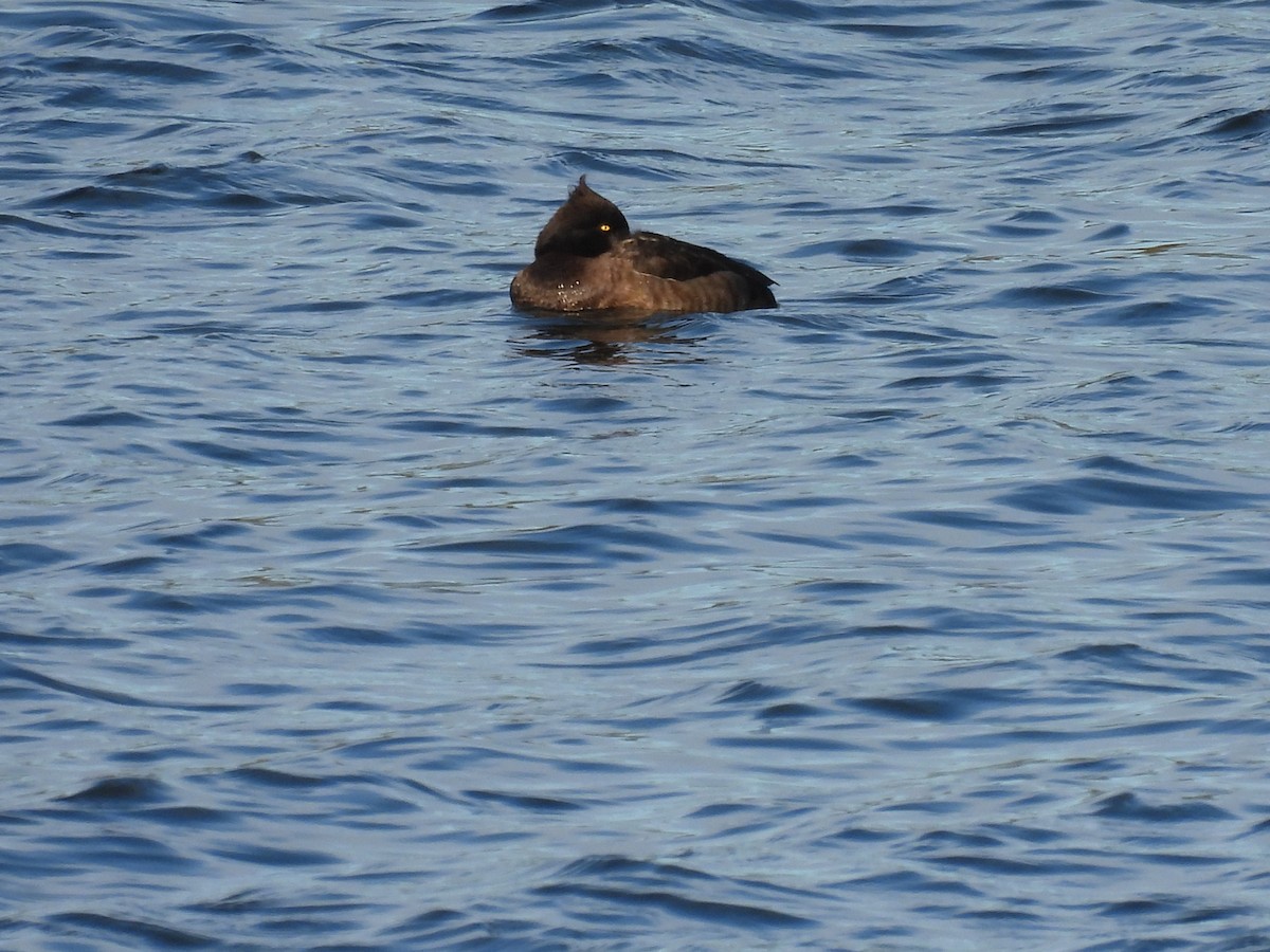 Tufted Duck - ML519214921