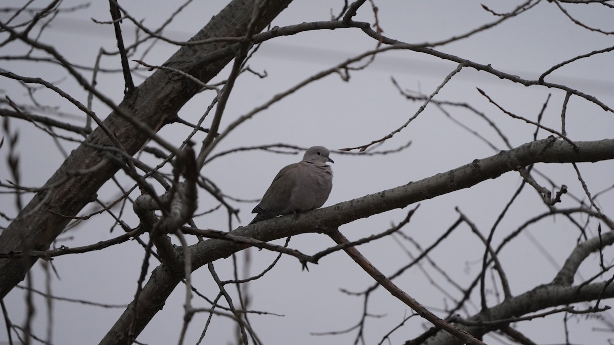eBird Checklist 1 Jan 2023 9 County Road 330, Upper Sandusky, Ohio