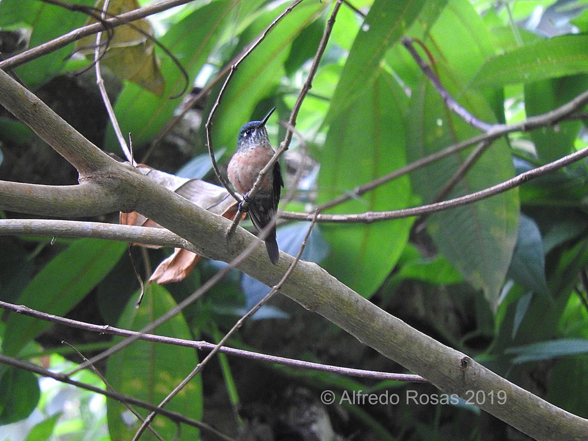 Long-tailed Sylph - Alfredo Rosas