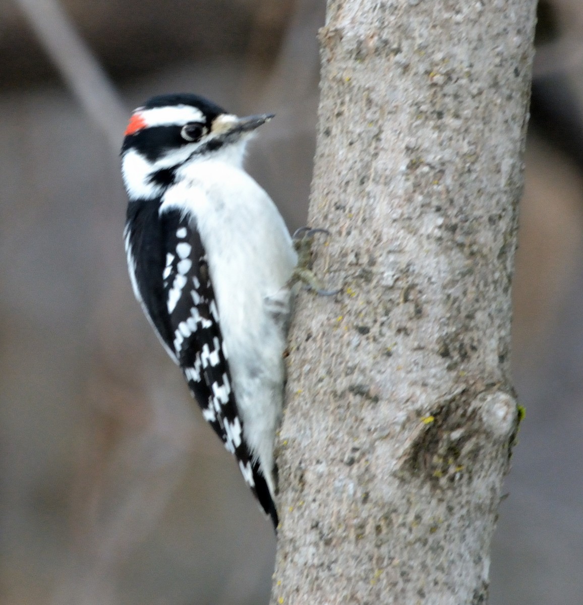 Downy Woodpecker - ML519232631