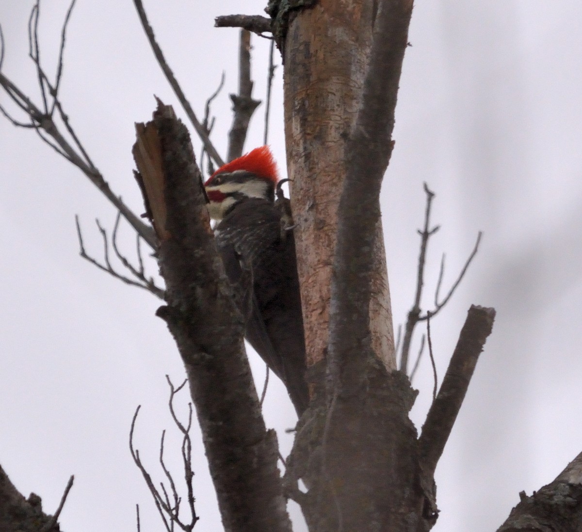 Pileated Woodpecker - ML519232771