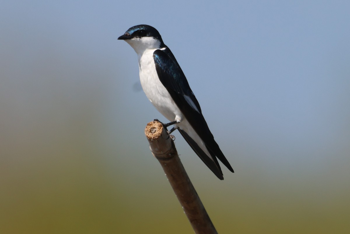 White-winged Swallow - Jorge Alcalá