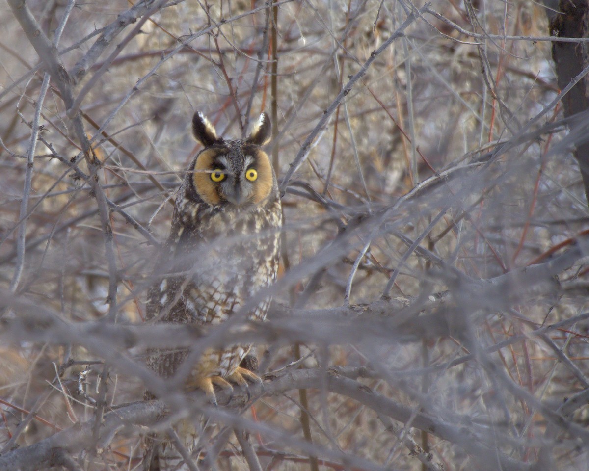 Long-eared Owl - ML519247401