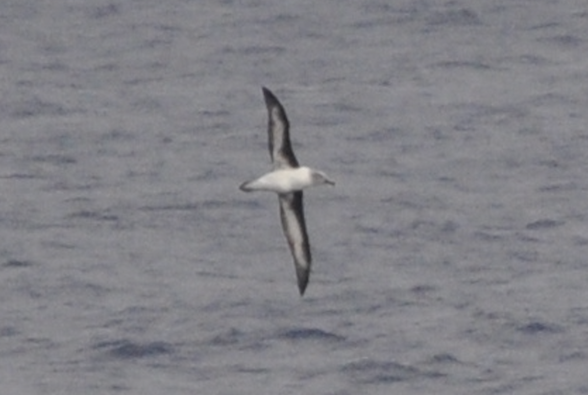 albatros šedohlavý - ML519247861