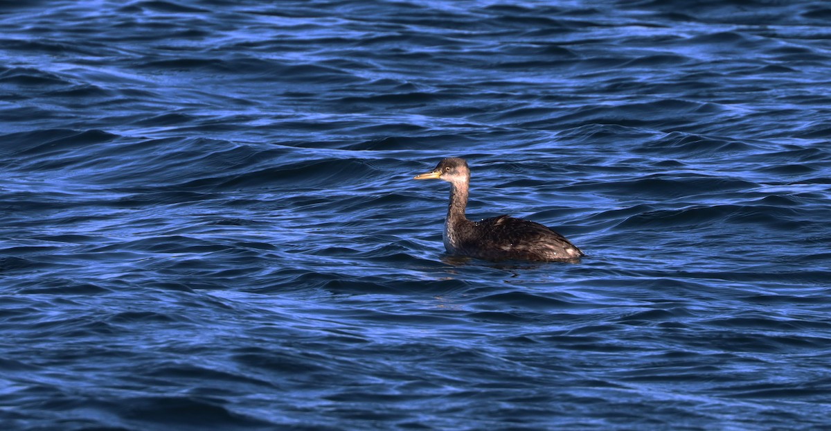 Red-necked Grebe - ML519250431