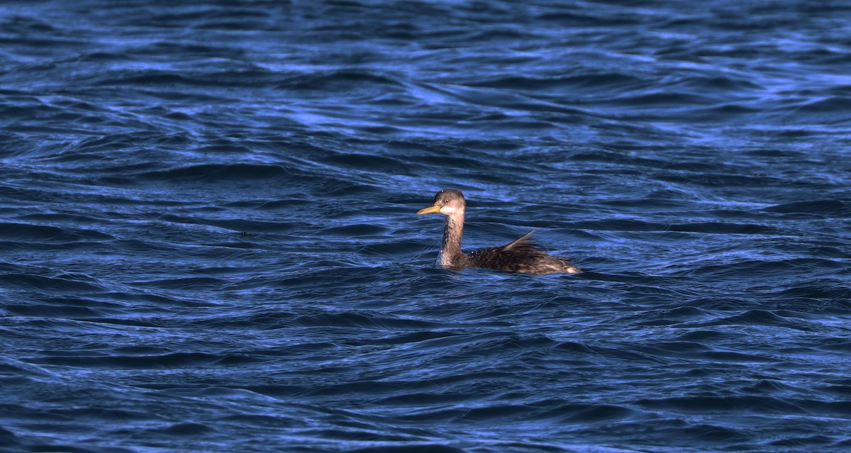 Red-necked Grebe - ML519250631