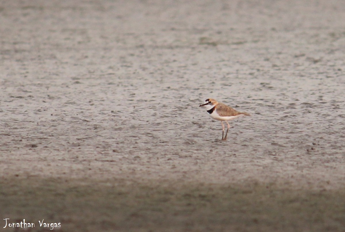 Collared Plover - ML51925111