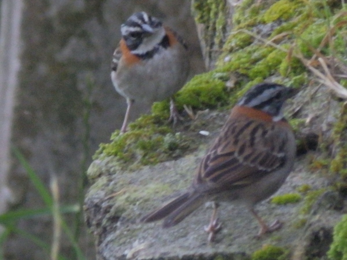 Rufous-collared Sparrow - ML519252251