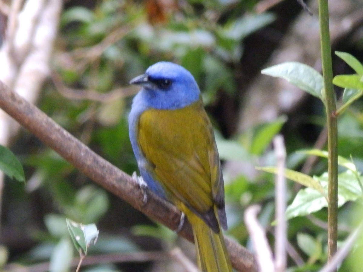 Blue-capped Tanager - ML519252461