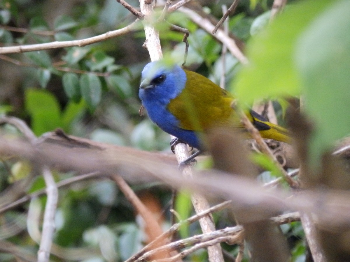 Blue-capped Tanager - ML519252491