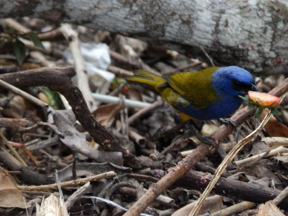 Blue-capped Tanager - ML519252501