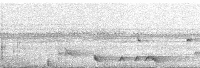 Rostnachtschwalbe [rufus-Gruppe] - ML51926