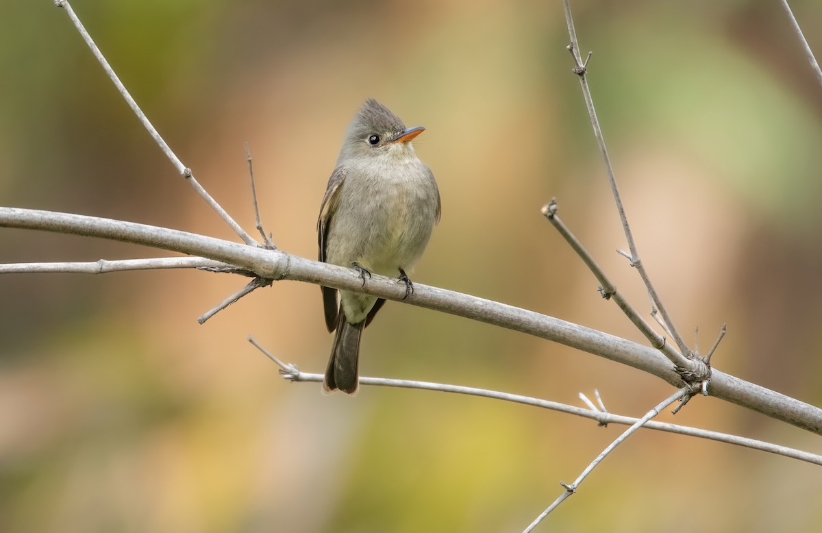 Greater Pewee - ML519261321