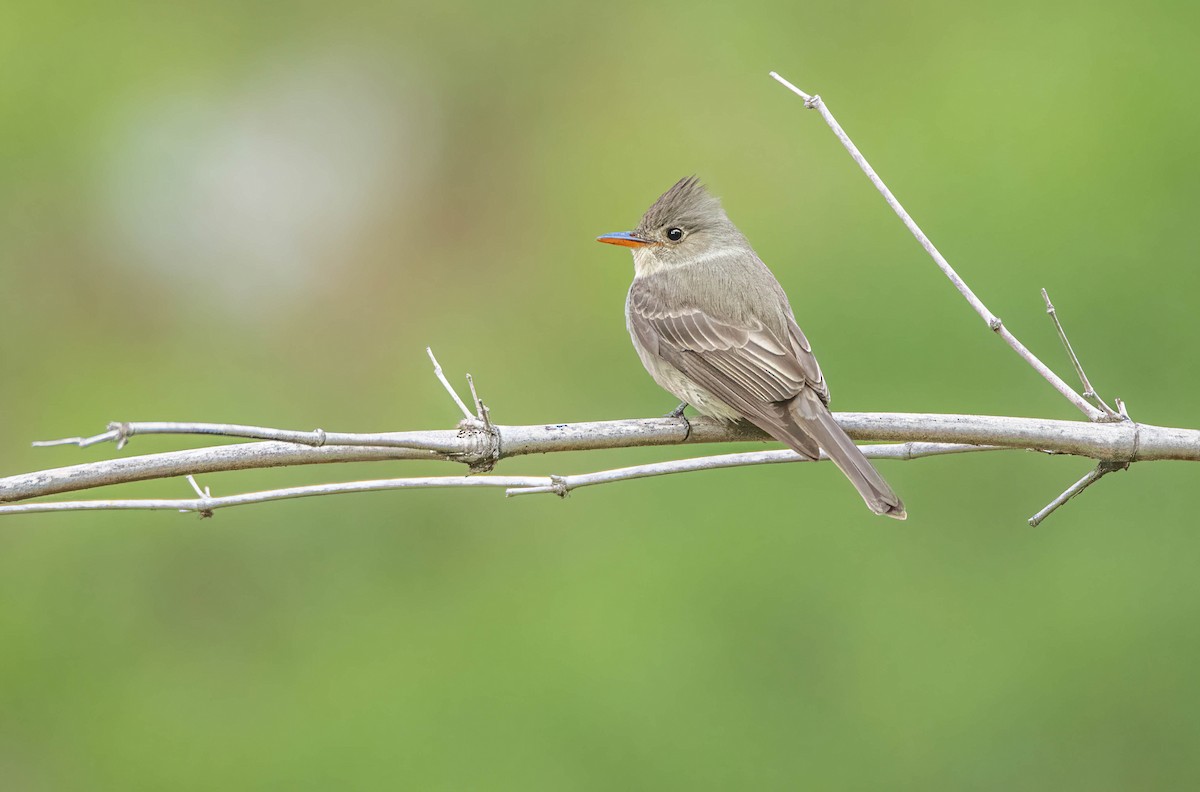 Greater Pewee - ML519262071