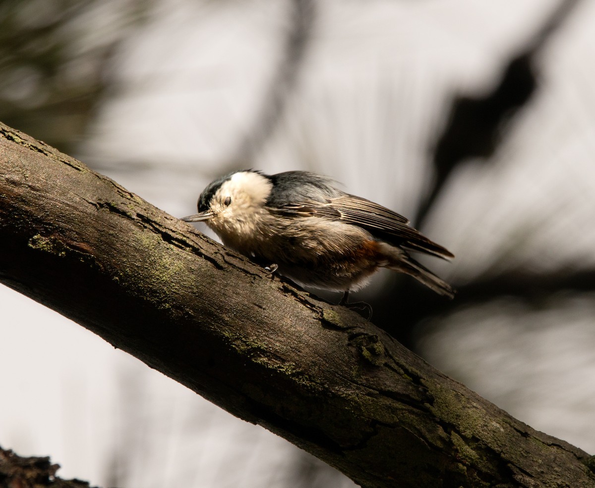 White-breasted Nuthatch - ML519263731