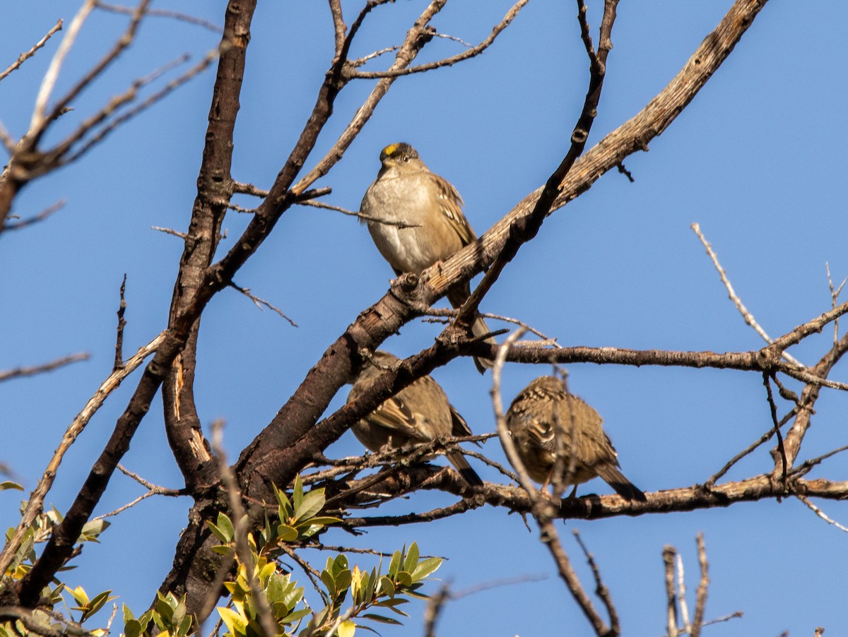 Golden-crowned Sparrow - ML519263861