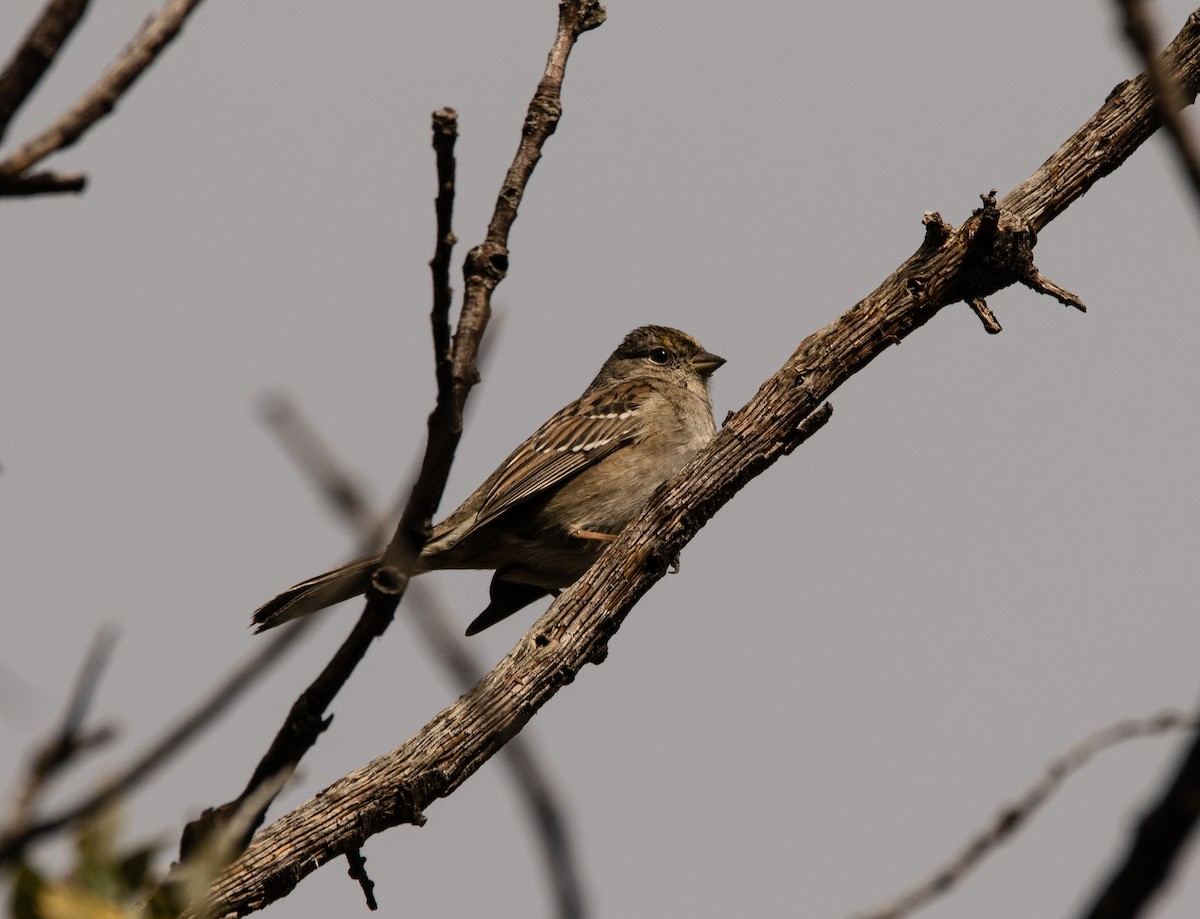 Golden-crowned Sparrow - ML519263901
