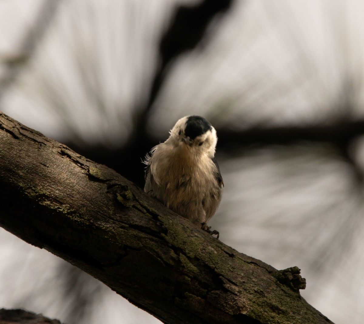 White-breasted Nuthatch - ML519264171